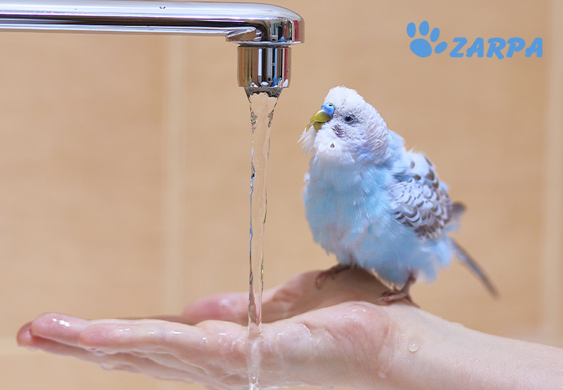 Deshidratación en pájaros: cómo saber si tu pájaro está deshidratado