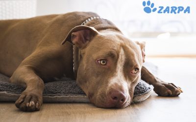 ¿Cómo detectar y prevenir la giardiasis en tu mascota?