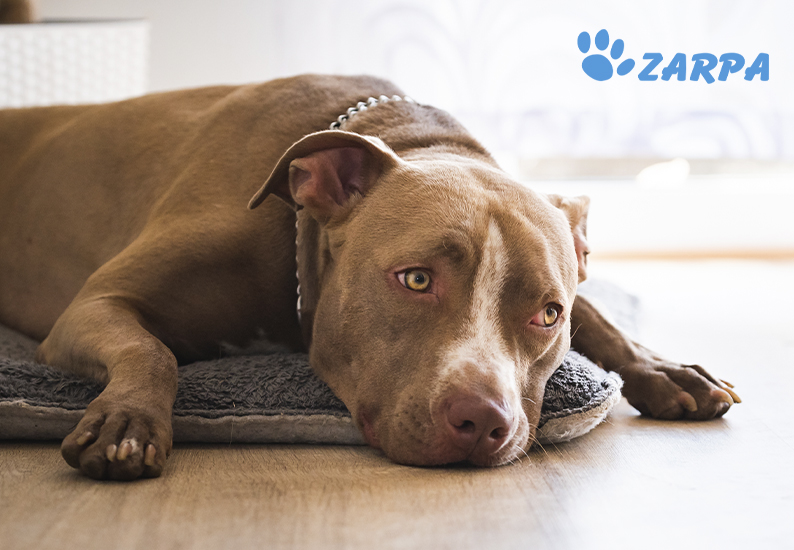 ¿Cómo detectar y prevenir la giardiasis en tu mascota?