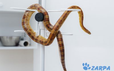 5 Síntomas de enfermedad en reptiles que debes conocer