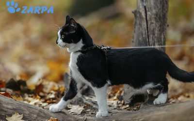 Cómo cuidar a tu mascota durante el otoño