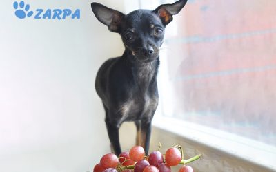 Insuficiencia renal en perros por ingestión de uvas