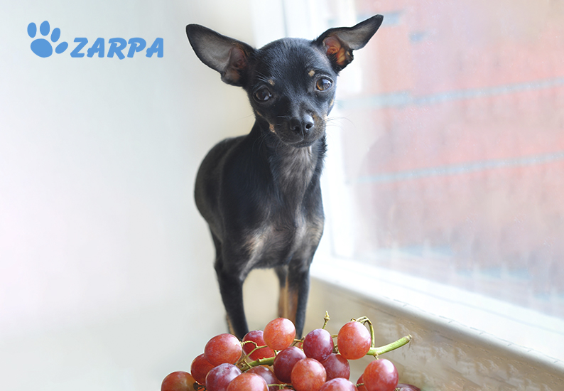 Insuficiencia renal en perros por ingestión de uvas