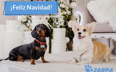 ¡Os deseamos una muy Feliz Navidad!