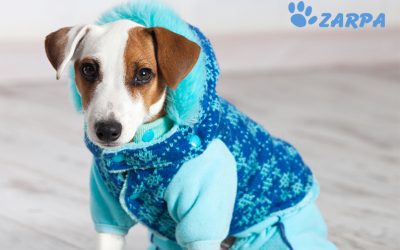 ¿Cómo afecta el frío a perros y gatos?