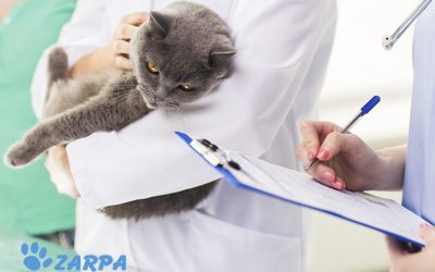 Emergencias veterinarias comunes en verano