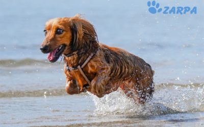 Consejos para ir a la playa con tu perro