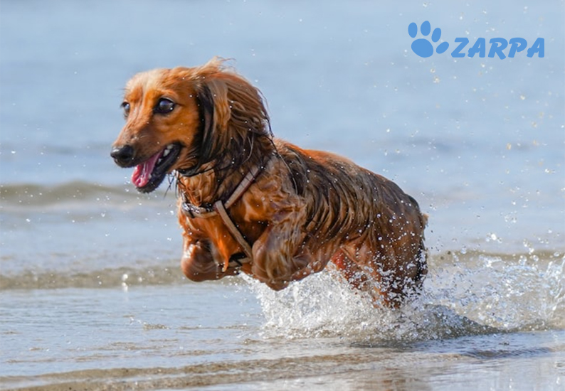 Consejos para ir a la playa con tu perro