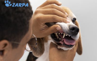 Higiene dental en mascotas