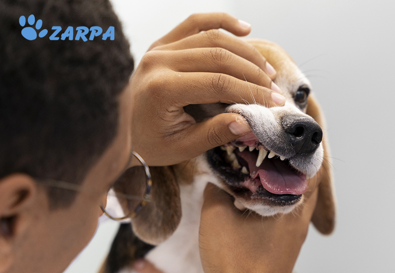 Higiene dental en mascotas