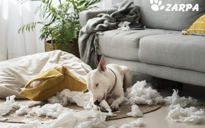 Ansiedad por separación en mascotas: qué es, por qué sucede, cómo tratarla y cómo evitarla