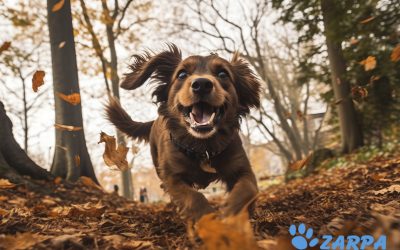 Peligros del Otoño para las Mascotas: Cómo Mantenerlas Seguras