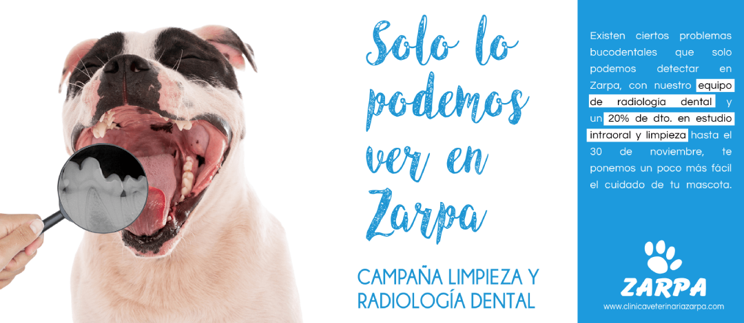 Campaña Limpieza y Radiología Dental Zarpa