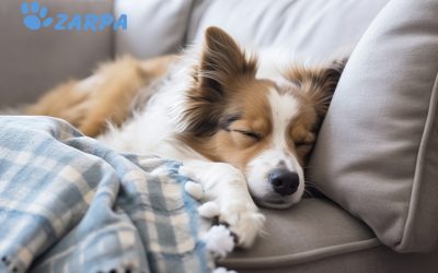 Hepatitis canina: cómo detectarla, síntomas y tratamiento