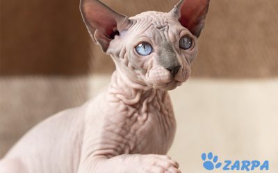 Gato sphynx: Curiosidades y cuidados