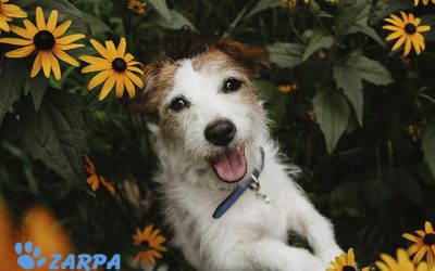 Intoxicación por contacto con plantas y flores de primavera en mascotas: signos, prevención y cómo actuar