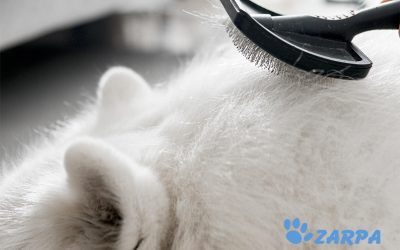 Muda de pelo en perros: consejos y cuidados