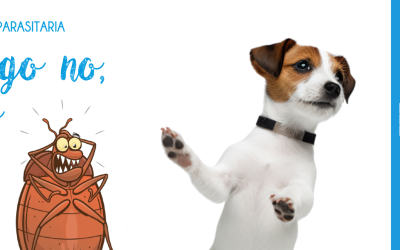 Campaña Antiparasitaria 2024: Protege a tu mascota de pulgas, garrapatas y más