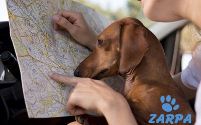 Viajar con mascotas: consejos para unas vacaciones seguras