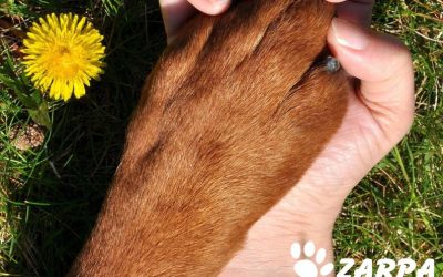 Regla de los 5 segundos y otros consejos para pasear con perros en verano