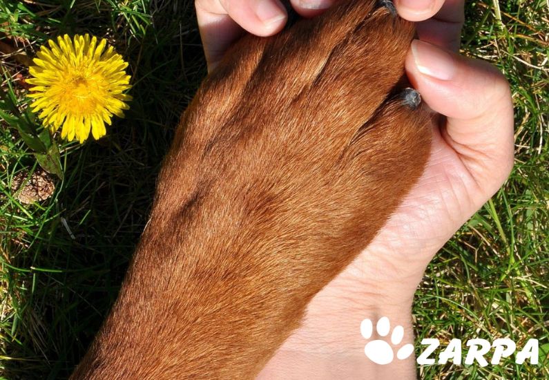 Regla de los 5 segundos y otros consejos para pasear con perros en verano