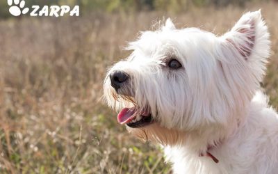 Deshidratación en perros: síntomas y tratamiento