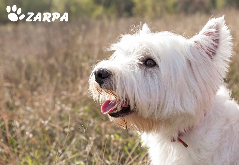 Deshidratación en perros: síntomas y tratamiento