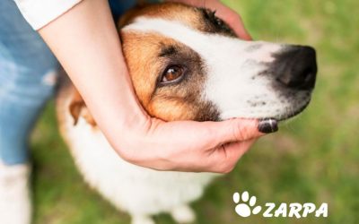 Rabia en perros y gatos: síntomas y prevención