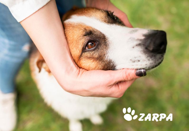 Rabia en perros y gatos: síntomas y prevención
