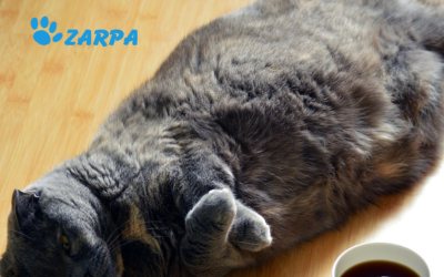 ¿Cómo detectar y prevenir la obesidad en mascotas durante el otoño?