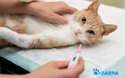 Gripe felina: síntomas, tratamientos y prevención