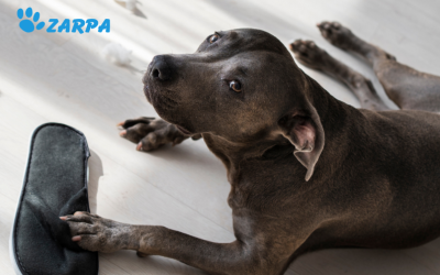 ¿Cómo evitar el estrés post-fiestas en mascotas?