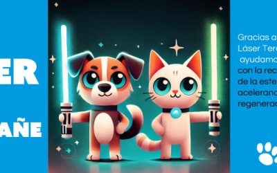 Campaña de Esterilización 2025 en Cuenca: Que el LÁSER le acompañe