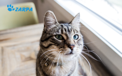 Vómitos en gatos: tipos, causas y prevención