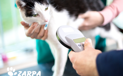 Por qué es importante la identificación con microchip.