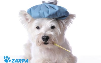 Tos de las perreras: Qué es y cómo proteger a tu perro