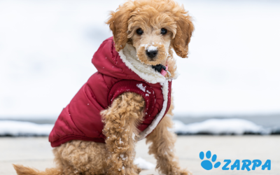 Preparando a tu mascota para el frío: claves para cuidar mejor de tu peludo