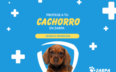 Vacunación en cachorros: la guía completa para protegerlo y evitar sustos