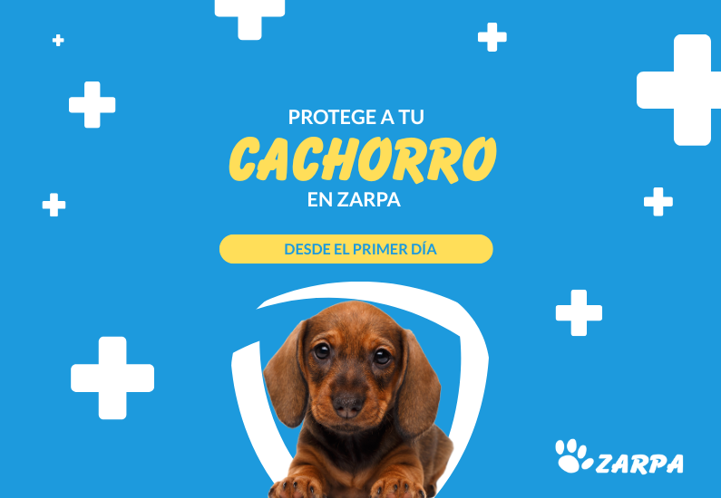 Cartel protege a tu cachorro