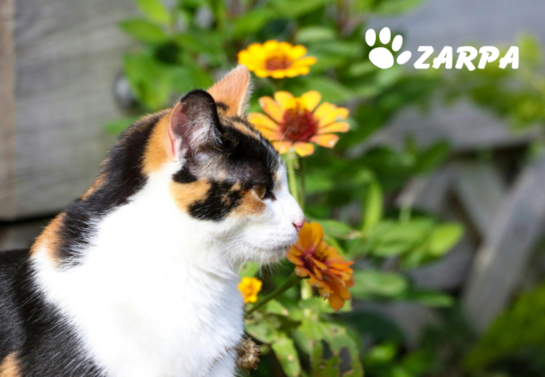 Cambio de estación: cómo afecta la primavera a tu mascota y qué debes tener en cuenta