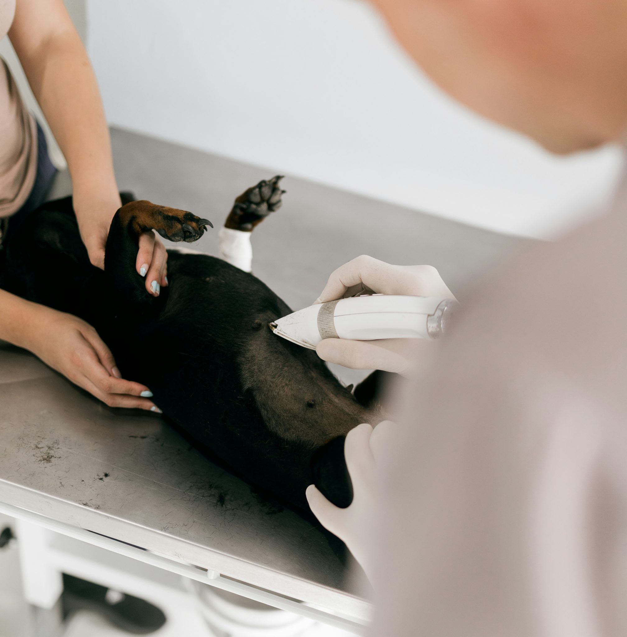Clinica veterinaria de urgencias en Cuenca