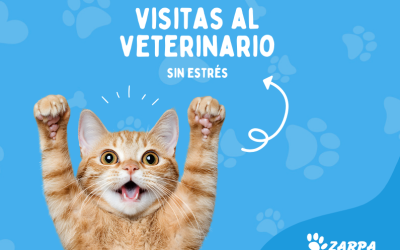 Primeras visitas al veterinario: la guía completa para empezar bien con tu cachorro