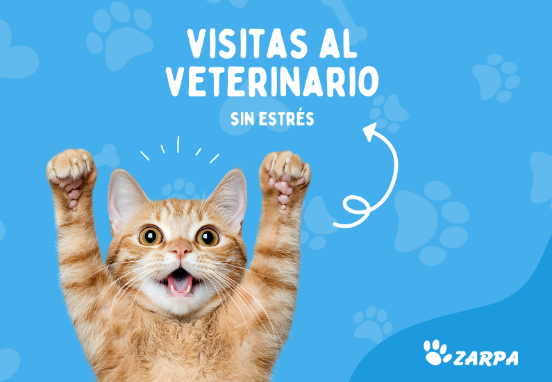Primeras visitas al veterinario: la guía completa para empezar bien con tu cachorro