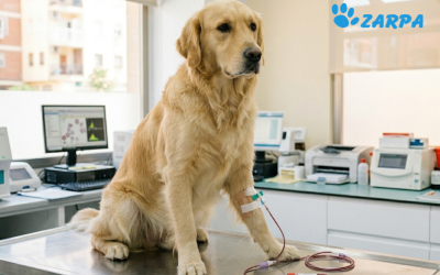 Donación de sangre en mascotas: un acto que salva vidas