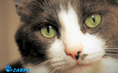 Problemas oculares en mascotas: cómo detectarlos y por qué es clave la atención veterinaria