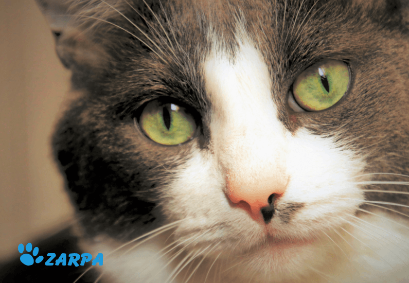Primer plano de gato con ojos mirando a camara con problemas oculares