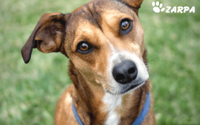 Leishmaniosis canina: cómo proteger la salud de tu perro