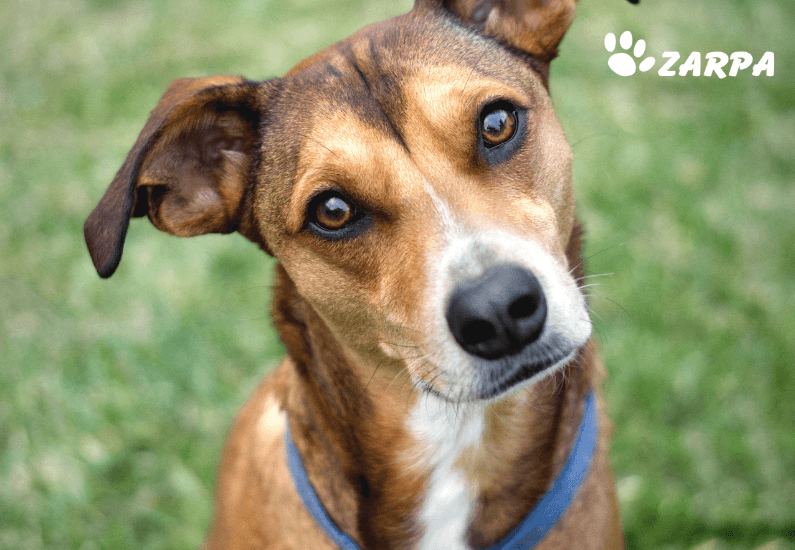 Primer plano de perro en un campo, zona donde puede haber flebótomos causantes de la leishmaniosis canina.