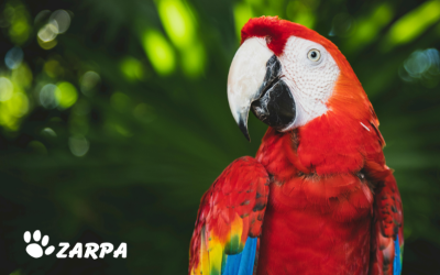 Problemas en aves en verano: Guía completa para proteger su salud