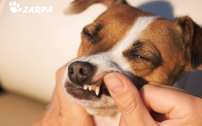 Enfermedad periodontal en mascotas: la guía definitiva para proteger su boca